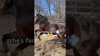 Horse Rolls And Then Farts Twice🤣Funny Horse Farts shorts [upl. by Audre638]