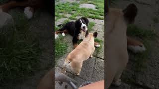 Adorable Bernese Mountain Dog Puppy amp French Bulldog Playtime  Cutest Dog Duo Ever BMD French [upl. by Franz]