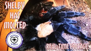 Stunning Tarantula Molting  Real time footage edited  Brachypelma albiceps [upl. by Htebazil]