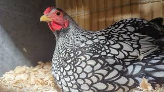 Silver Laced Wyandotte hen in 4K [upl. by Eiddal694]