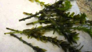 Propagating Aquatic Plants Why its important and how to [upl. by Anyg]