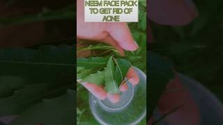 Neem Face Pack 🌿To Get Rid Of Acne Neem Face Pack At HomeDiy Neem Face Pack [upl. by Bainter]