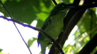 Yellowbrowed ShrikeVireo Vireolanius eximius [upl. by Accebber]