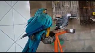 PARROT KO BOLNA SEKHANA  HOW TO TRAIN YOUR BIRD TO SPEAK  PBI  OFFICIAL URDUHINDI Youtube [upl. by Nealon691]