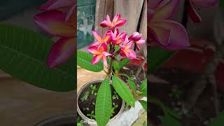 কাঠগোলাপের সাদার মায়ায় মিশিয়ে দিয়ে ভাবি shortvideo flowers viralshorts viralvideo 2024 [upl. by Garvey]