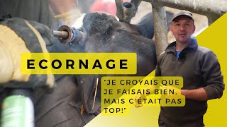 Écornage des veaux formé pour la bonne méthode [upl. by Ylera46]