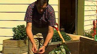 Storing Caladium Bulbs [upl. by Yelad]