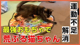 猫さまに大人気の電動おもちゃで遊んでみた【ペピイチャンネル】 [upl. by Aihsal520]