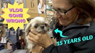 ADOPTING A 15 YEAR OLD DOG FROM PETSMART [upl. by Nylek]