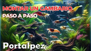 Montar un gambario paso a paso desde cero con neocaridina caridina Sulawesi [upl. by Oribel]