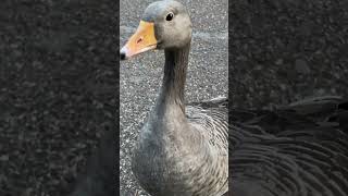 Greylag goose [upl. by Andreana]