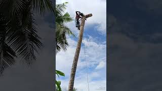 Pattukkottai tree cutter man [upl. by Ricardo]