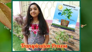 Transpiration in Plants  Class 6  Science Experiment [upl. by Deyes867]