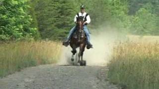 Reverand Homer  Single Footer Stallion [upl. by Estas]