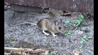 Waldmaus Apodemus sylvaticus Forest Mouse Aufgenommen im Oldenburger Land Video von KLAUS TAUX [upl. by Boyer]