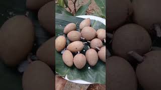 Sapota fruit fruit harvesting nature short video viralvideo peace [upl. by Nilrem577]