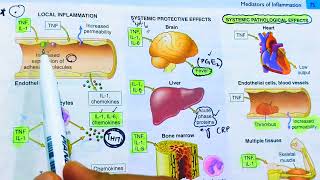 Cytokines and Chemokines Inflammatory mediators of inflammationTNF and InterleukinsRobbins patho [upl. by Akyssej174]