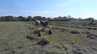 Percheron Horses Hay Making [upl. by Ayanej]