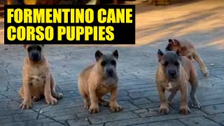 THE BEST FORMENTINO cane corso PUPPIES [upl. by Petite]