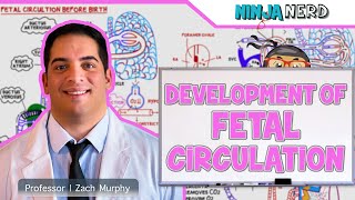 Embryology  Development of Fetal Circulation [upl. by Eelannej]