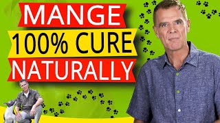 How To Treat Mange In Dogs Naturally 100 Effective Home Remedy [upl. by Devlin628]