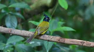 My neighbour Black crested Bulbul mywildlife nature buxabird [upl. by Anirb800]