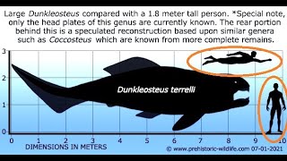 Dunkleosteus the giant armor plated fish of the Devonian [upl. by Rolyab303]