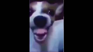 Dog Laughing Meme Original 1080p [upl. by Brownson]