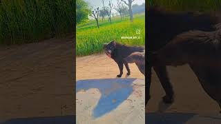 jarman safed dog 😱 dog doglover viralvideo [upl. by Luahs472]