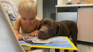 Funniest Ive Ever Seen Baby Tries to Teach His Dog [upl. by Seagrave]