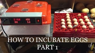 HOW TO INCUBATE CHICKEN EGGS STEP BY STEP [upl. by Fremont508]