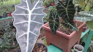 Alocasia Amazónica [upl. by Pool]