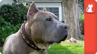 Pit Bull Victim of Dog Fighting Abuse Heals  Tails of Survival [upl. by Areit]