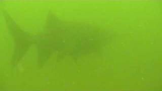 Paddlefish Swimming in Hemms Lake  Piqua OH [upl. by Acimak]