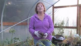 Plant Care amp Gardening  When to Prune Daylilies [upl. by Annhej]