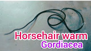 दूसरों का माइंड कन्ट्रोल करने वाला कीड़ा । Horsehair worm or Gordiacea । SKK Earth [upl. by Downey]