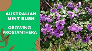 Growing Prostanthera  How to Grow an Australian Mint Bush [upl. by Noswal]