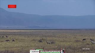 Visit Ngorongoro  For an unforgettable experience [upl. by Aitnyc]