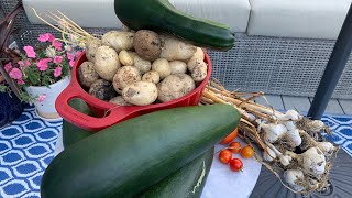 Somali Garden Potato Harvest 🌿🥔Baradha Beertayda aan Kaso Goostay [upl. by Rehotsirk]