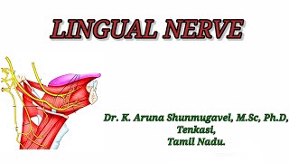 Lingual Nerve  Course  Area of supply  Surface Anatomy  Clinical Anatomy  Animated video [upl. by Jay]