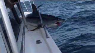 Shark jumps onto fishermans boat [upl. by Aizti177]