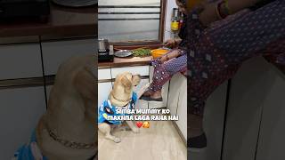 Simba Bholu Labrador❤️🥰🐾🧿 vlog minivlog doglover ytshorts dogshorts familyvlog labrador [upl. by Rotce137]