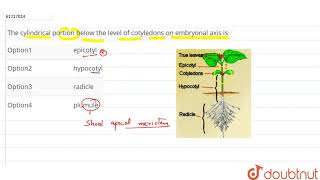 The cylindrical portion below the level of cotyledons on embryonal axis is [upl. by Prager]