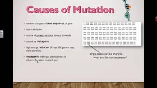 Causes of mutation 2016 IB Biology [upl. by Gran458]