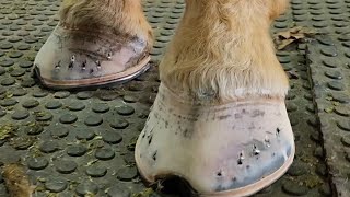 Draft Horse New Shoes an Pads [upl. by Eddina35]