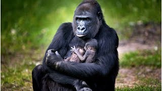 Zoo Celebrates After NGayla The Gorilla Gives Birth To TWINS [upl. by Basir999]