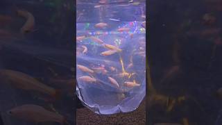 How to acclimate new aquarium fish [upl. by Burgwell]