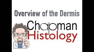 3 Minute Histology  Overview of the Dermis [upl. by Anerroc]