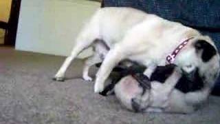 Three week old Pug puppies learning to play [upl. by Ytsim]