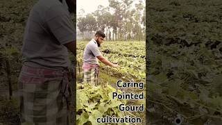 Caring Pointed Gourd cultivationAmazing World Views [upl. by Boucher]